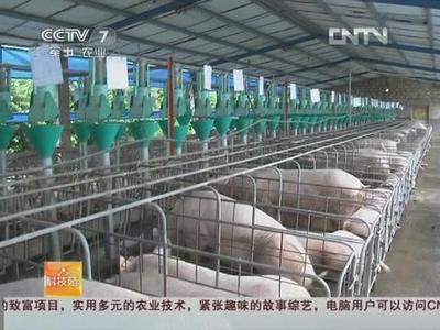 豬要什么就給什么 畜禽養(yǎng)殖標準化示范創(chuàng)建之豬的精準飼養(yǎng)管理