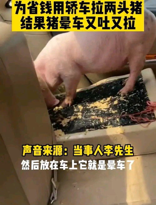 廣東男子用轎車運(yùn)豬引鬧劇 八十元洗車費(fèi)難消暈車苦，垂釣閑談成趣聞